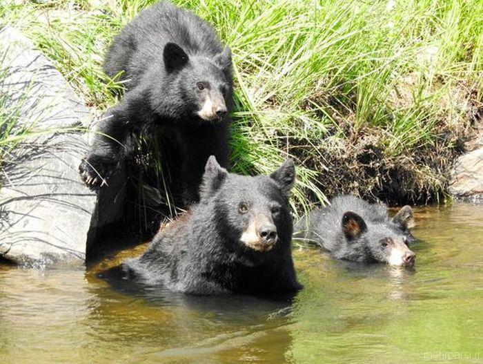 عکسهای سلفی جالب افراد با خرس ها