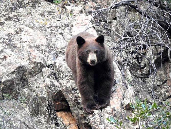 عکسهای سلفی جالب افراد با خرس ها